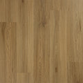 Dryback Chestnut